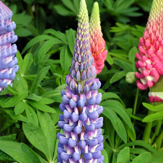 Lupin 'Melody'