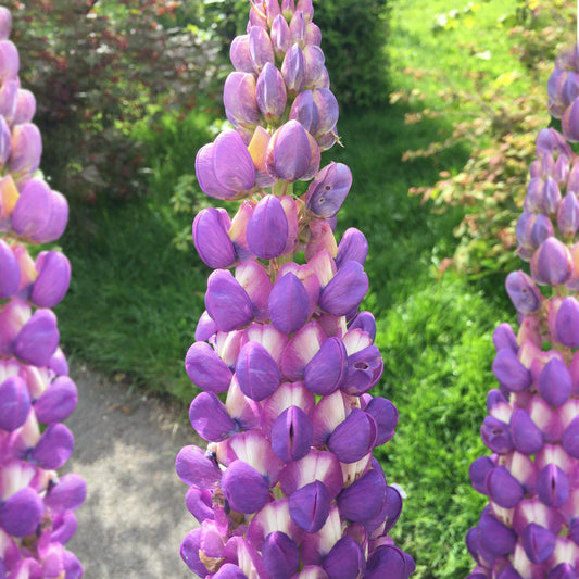 Lupin 'Shirley Anne'