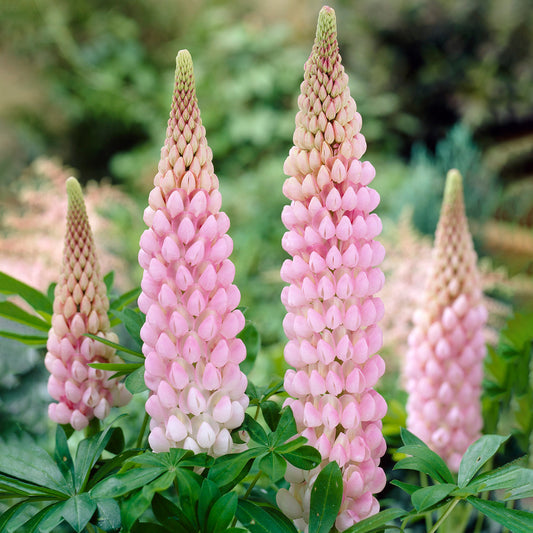 Lupin 'Blossom'