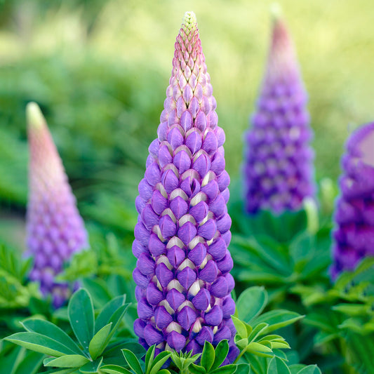 Lupin 'Persian Slipper'