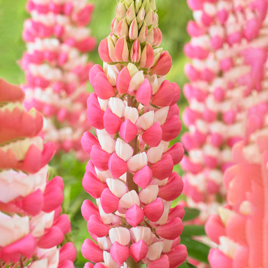 Lupin 'Rachel de Thame'