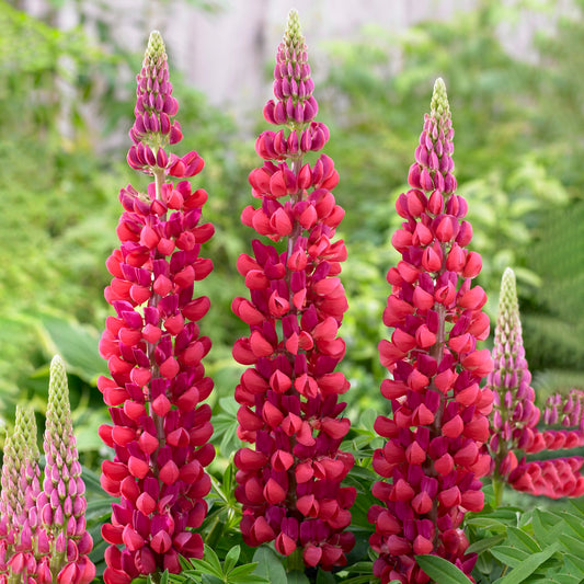 Lupin 'Red Rum'