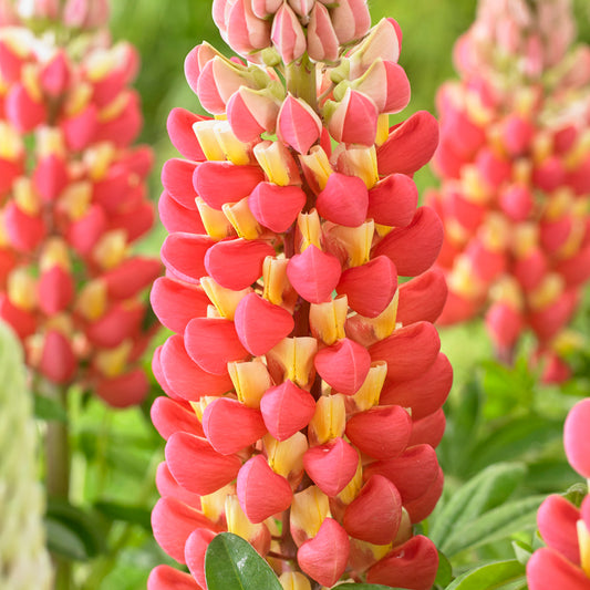 Lupin 'Tequila Flame'