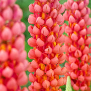 Lupin 'Terracotta'