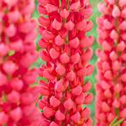 Lupin 'Towering Inferno'