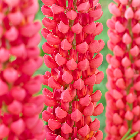 Lupin 'Towering Inferno'