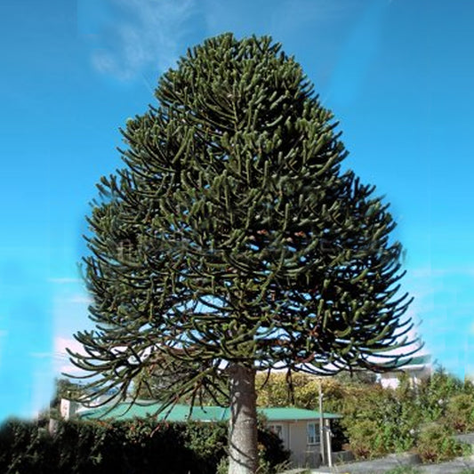 Araucaria araucana