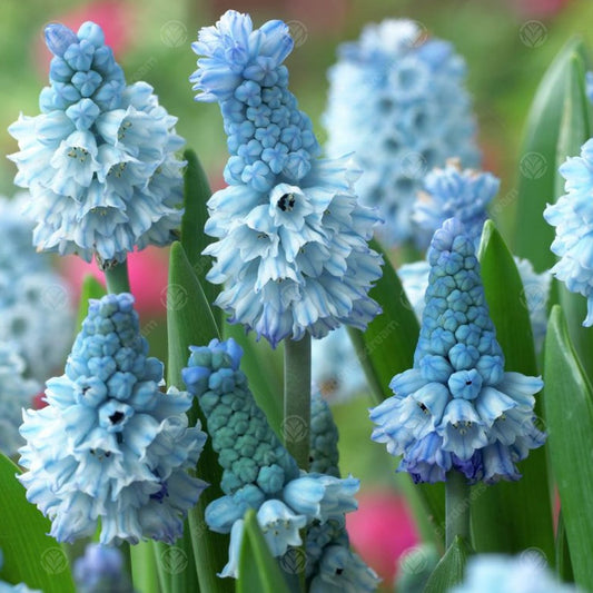 Muscari azureum