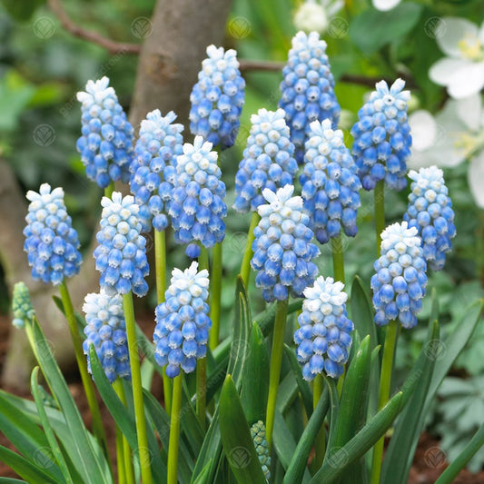 Muscari armeniacum 'Peppermint'