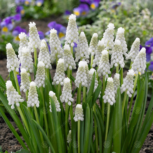 Muscari armeniacum 'Siberian Tiger'