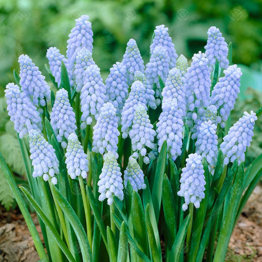 Muscari armeniacum 'Valerie Finnis'