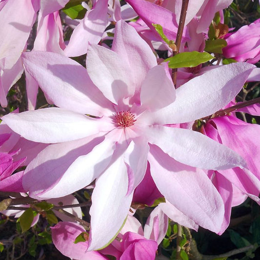 Magnolia 'Betty'