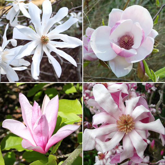 Magnolia Mix