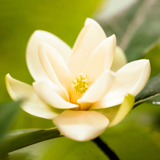 Magnolia 'Fairy Cream'