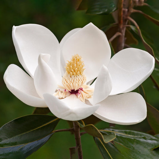 Magnolia 'Fairy White'