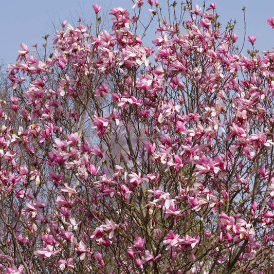 Magnolia 'Galaxy'