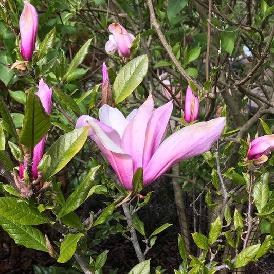 Magnolia 'Ricki'