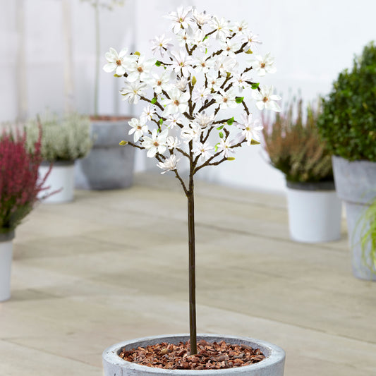 Magnolia stellata Patio Tree