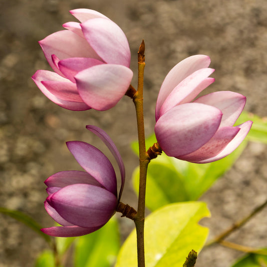 Magnolia 'Fairy Blush'