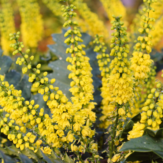 Mahonia 'Charity'