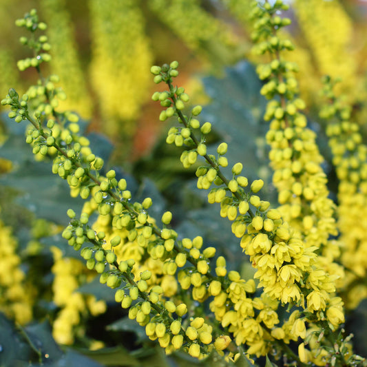 Mahonia 'Soft Caress'