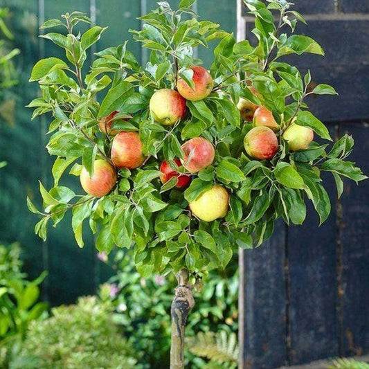 Apple 'Braeburn' Patio Tree