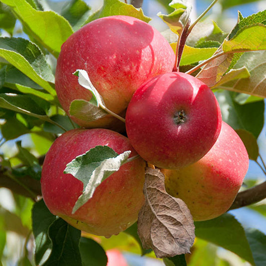 Apple 'Gala' Patio Tree