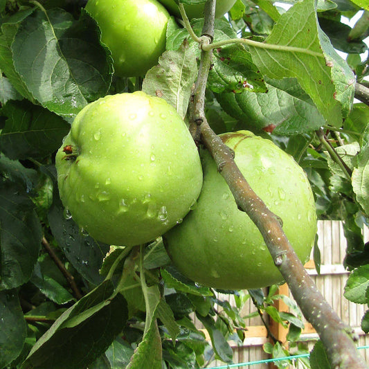 Apple 'Granny Smith' Patio Tree