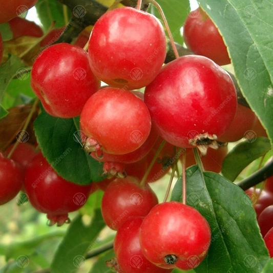 Malus 'Fruitilicious'