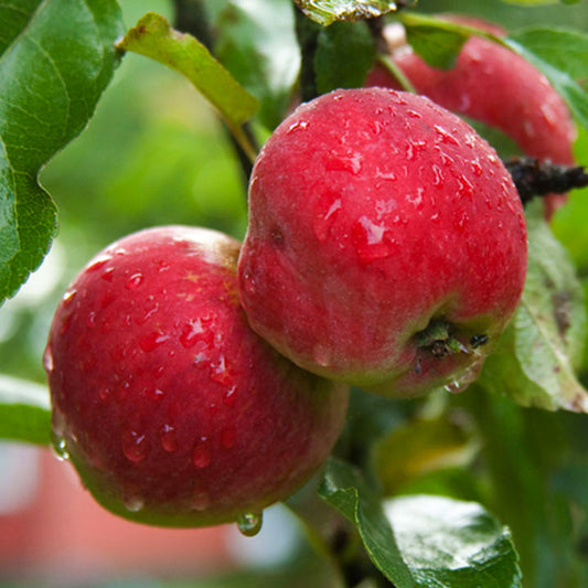 Apple 'Discovery' Patio Tree