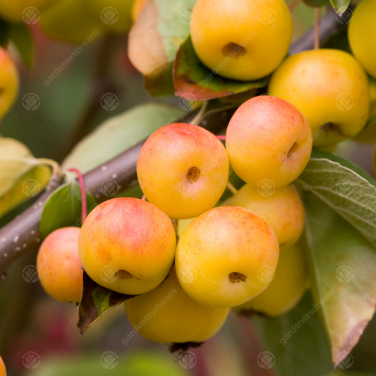 Malus 'Butterball'