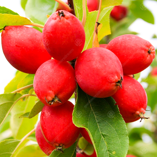 Malus 'Pink Glow'