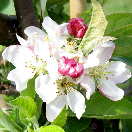 Malus 'White Star'