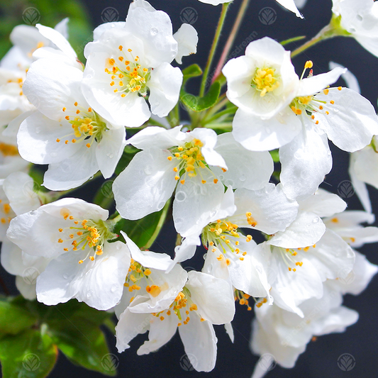 Malus 'Wedding Bouquet'