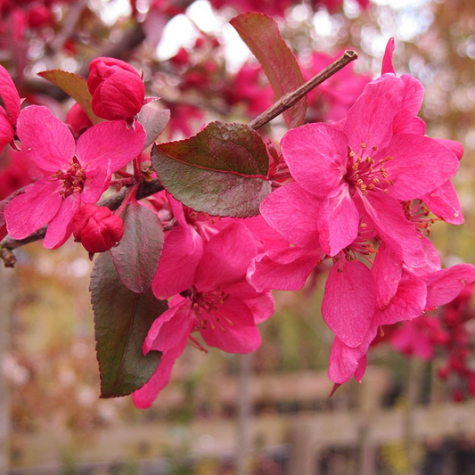 Malus 'Directeur Moerlands'