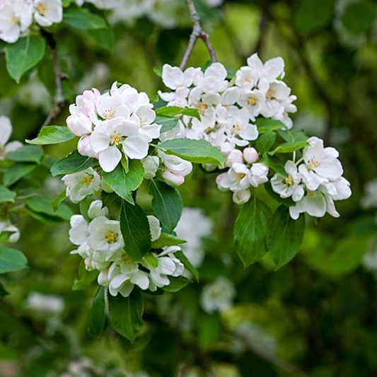 Malus 'Montreal Beauty'