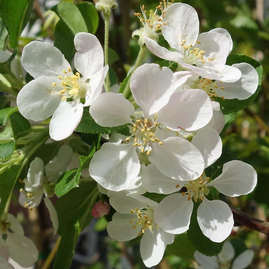 Malus 'Red Sentinel'