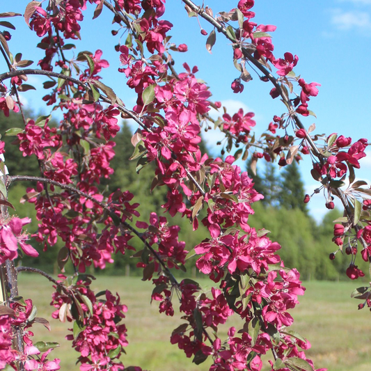 Malus 'Crimson Cascade'