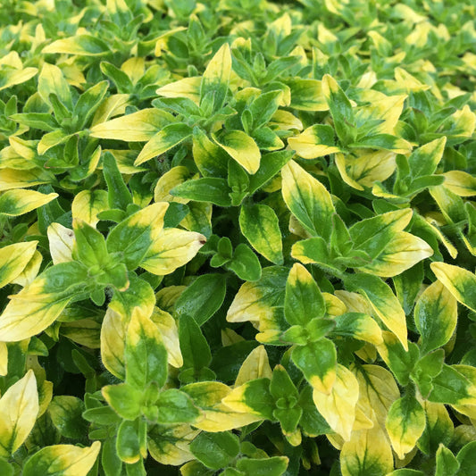 Marjoram Gold Tipped