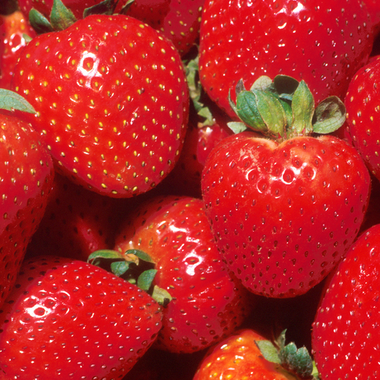 Strawberry 'Marshmello' Bare Root Plants