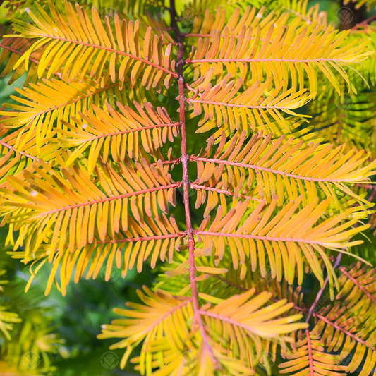 Metasequoia 'Amber Glow'