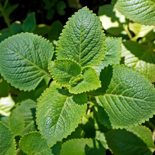 Spanish Mint