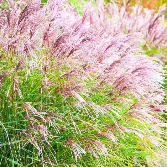 Miscanthus 'Ferner Osten'