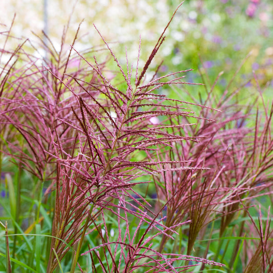 Miscanthus 'Brazil'