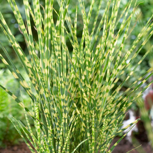 Miscanthus 'Gold Bar'