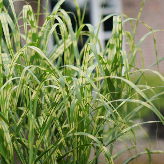 Miscanthus 'Alligator'