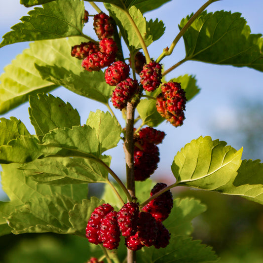 Mulberry 'Shin Tso'