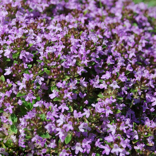 Thyme 'Mother of Thyme'