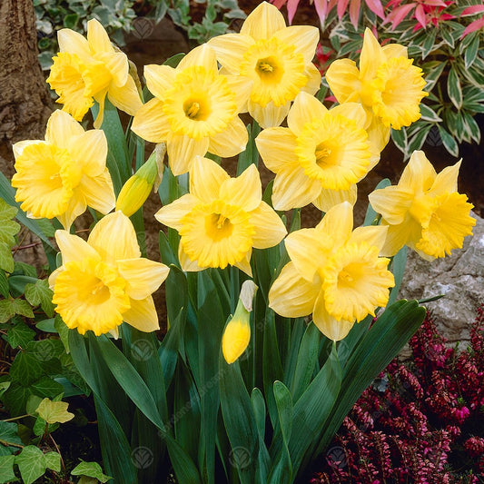 Narcissus 'Best Seller'