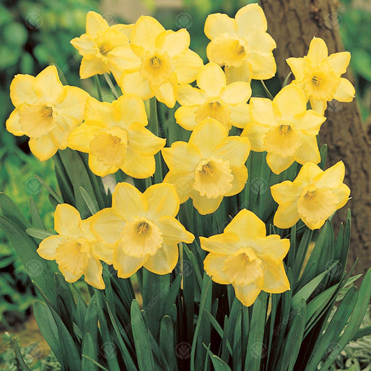 Narcissus 'Binkie'